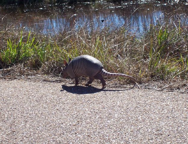 Armadillo. Photo by Hank & Debi Ruland.