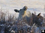 Albino Moose. Photo by Richard Kaumo.