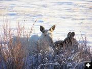 Albino Moose. Photo by Richard Kaumo.