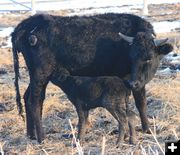 Drinking. Photo by Dawn Ballou, Pinedale Online.