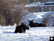 Pinedale Bull Moose. Photo by Scott Almdale.