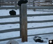 High and Dry. Photo by Dawn Ballou, Pinedale Online.