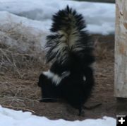 Business End. Photo by Dawn Ballou, Pinedale Online.