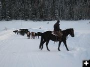 Moving calves. Photo by Joy Ufford.