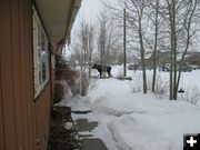 Moose view from the front door. Photo by Joe Zuback.