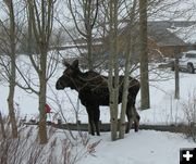 Moose in the front yard. Photo by Joe Zuback.