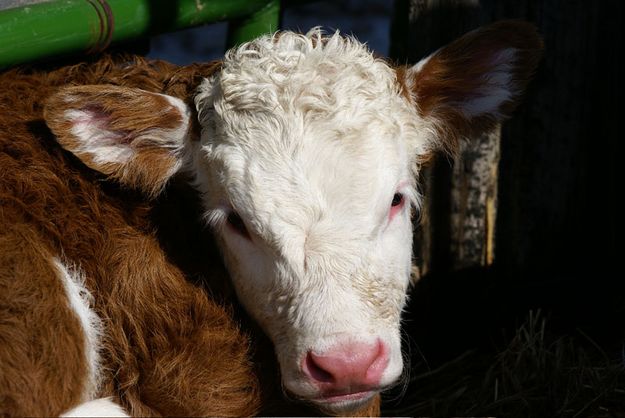 2008 Calf. Photo by Cat Urbigkit.