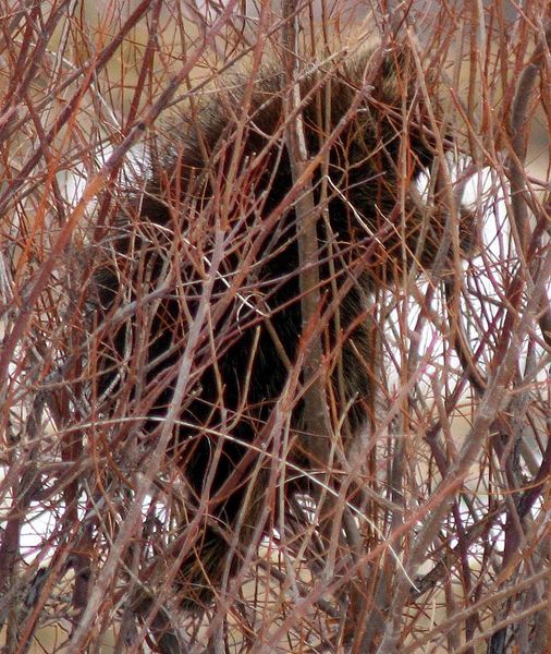 Eating willows. Photo by Clint Gilchrist, Pinedale Online.