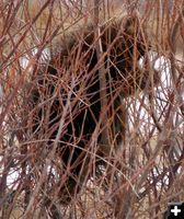 Eating willows. Photo by Clint Gilchrist, Pinedale Online.