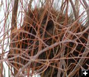 Up Close Porcupine. Photo by Clint Gilchrist, Pinedale Online.