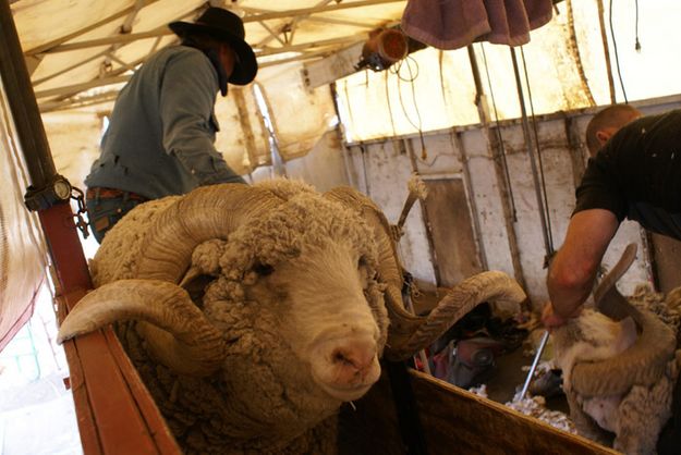 Ram Inside. Photo by Cat Urbigkit.