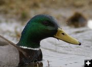 Mallard Drake. Photo by Cat Urbigkit.