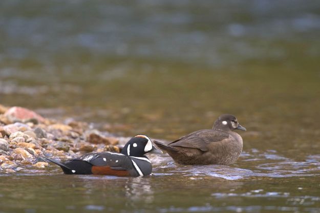 Harlequin Duck. Photo by Mark Gocke, WGFD .