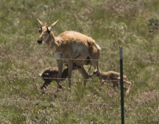 Antelope Twins. Photo by Dave Bell.