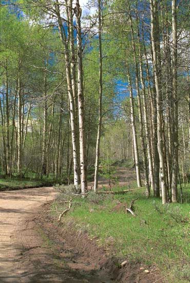 Aspen trees along road in. Photo by Pinedale Online.