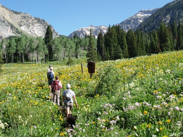 Gros Ventre Wilderness. Photo by Laurel Barrett.