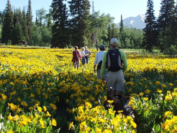 Wildflowers. Photo by Laurel Barrett.