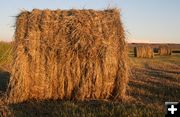 Hay bales. Photo by Dawn Ballou, Pinedale Online.