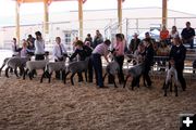 Market Sheep Championship Round. Photo by Clint Gilchrist, Pinedale Online.