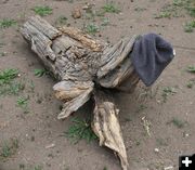 Hat on a log. Photo by Dawn Ballou, Pinedale Online.