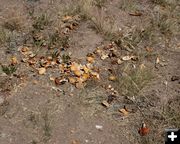 Fruit Rinds. Photo by Dawn Ballou, Pinedale Online.