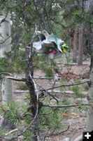 Tree ornament. Photo by Dawn Ballou, Pinedale Online.