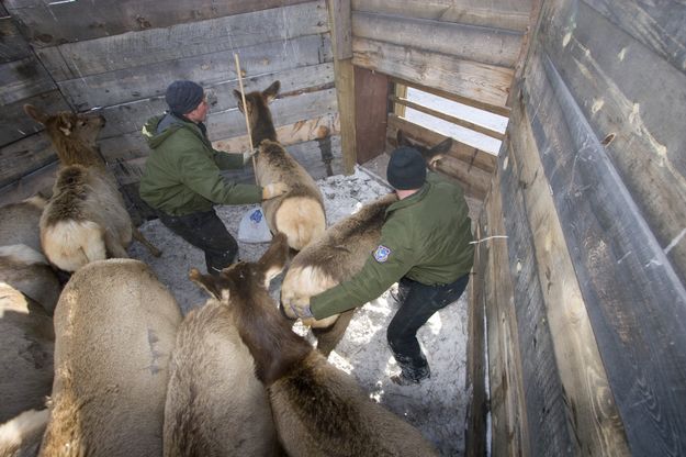 Sorting Elk Calves. Photo by Mark Gocke-WGFD.