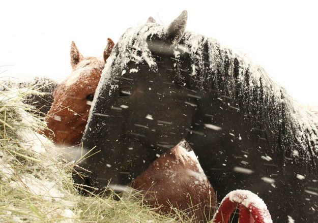 Eating. Photo by Dawn Ballou, Pinedale Online.