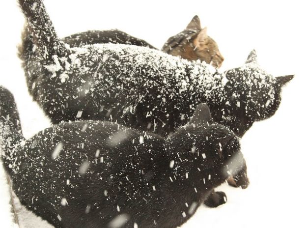 Ranch cats. Photo by Dawn Ballou, Pinedale Online.
