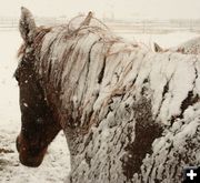 Snow horse. Photo by Dawn Ballou, Pinedale Online.
