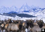 Elk. Photo by Mark Gocke, WGFD.