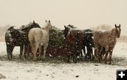 At the feeder. Photo by Dawn Ballou, Pinedale Online.