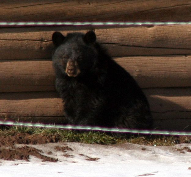 Sitting on the grass. Photo by Clint Gilchrist, Pinedale Online.