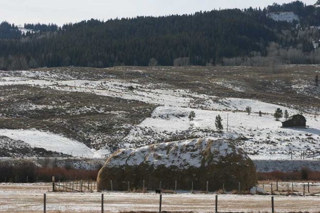 Tiny cub - huge haystack. Photo by Dawn Ballou, Pinedale Online.