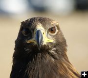 eagle head. Photo by Cat Urbigkit.