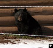 Sitting on the grass. Photo by Clint Gilchrist, Pinedale Online.