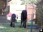 Munching Grass. Photo by Corene Shaw.