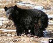 Bear Cub. Photo by Clint Gilchrist, Pinedale Online.