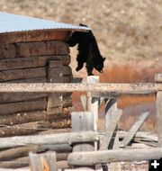 Off the roof. Photo by Clint Gilchrist, Pinedale Online.