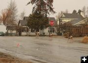 Deer Crossing. Photo by Dawn Ballou, Pinedale Online.