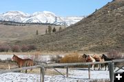 Horse audience. Photo by Dawn Ballou, Pinedale Online.