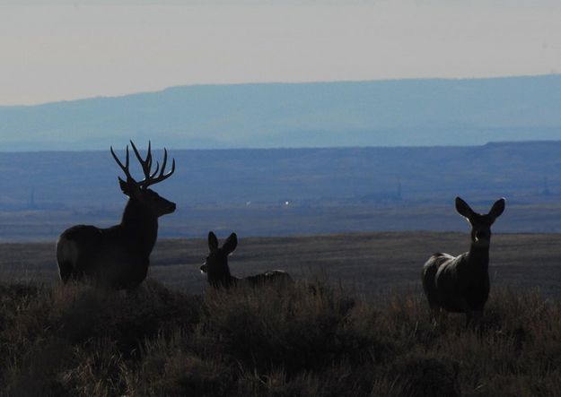 Mule Deer. Photo by Nikki Mann.