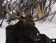 Bull Moose. Photo by Dave Bell.