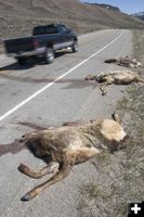 Dead Elk. Photo by Mark Gocke, Wyoming Game & Fish.