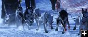 Excited Dogs. Photo by Trey Wilkinson, Sublette Examiner.