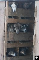 Dog Bunks. Photo by Dawn Ballou, Pinedale Online.