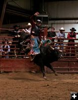 Bull Ride 2. Photo by Carie Whitman.