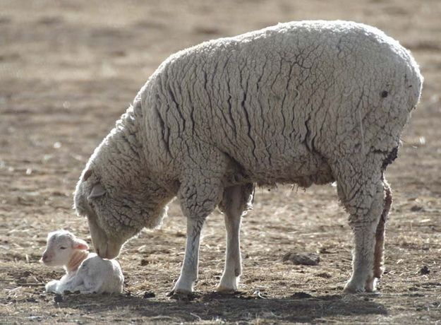 Lambing. Photo by Cat Urbigkit.