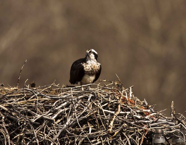 Osprey. Photo by Dave Bell.