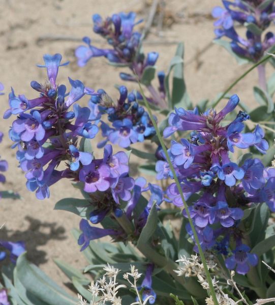 Penstemon. Photo by Dawn Ballou, Pinedale Online.